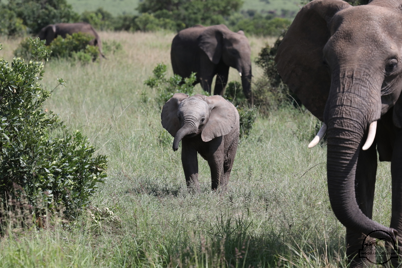 [577] 2019_07_02_15_00_36_Africa_Canon_EOS_5D_Mark_IV_IMG_0011970_00020.jpg