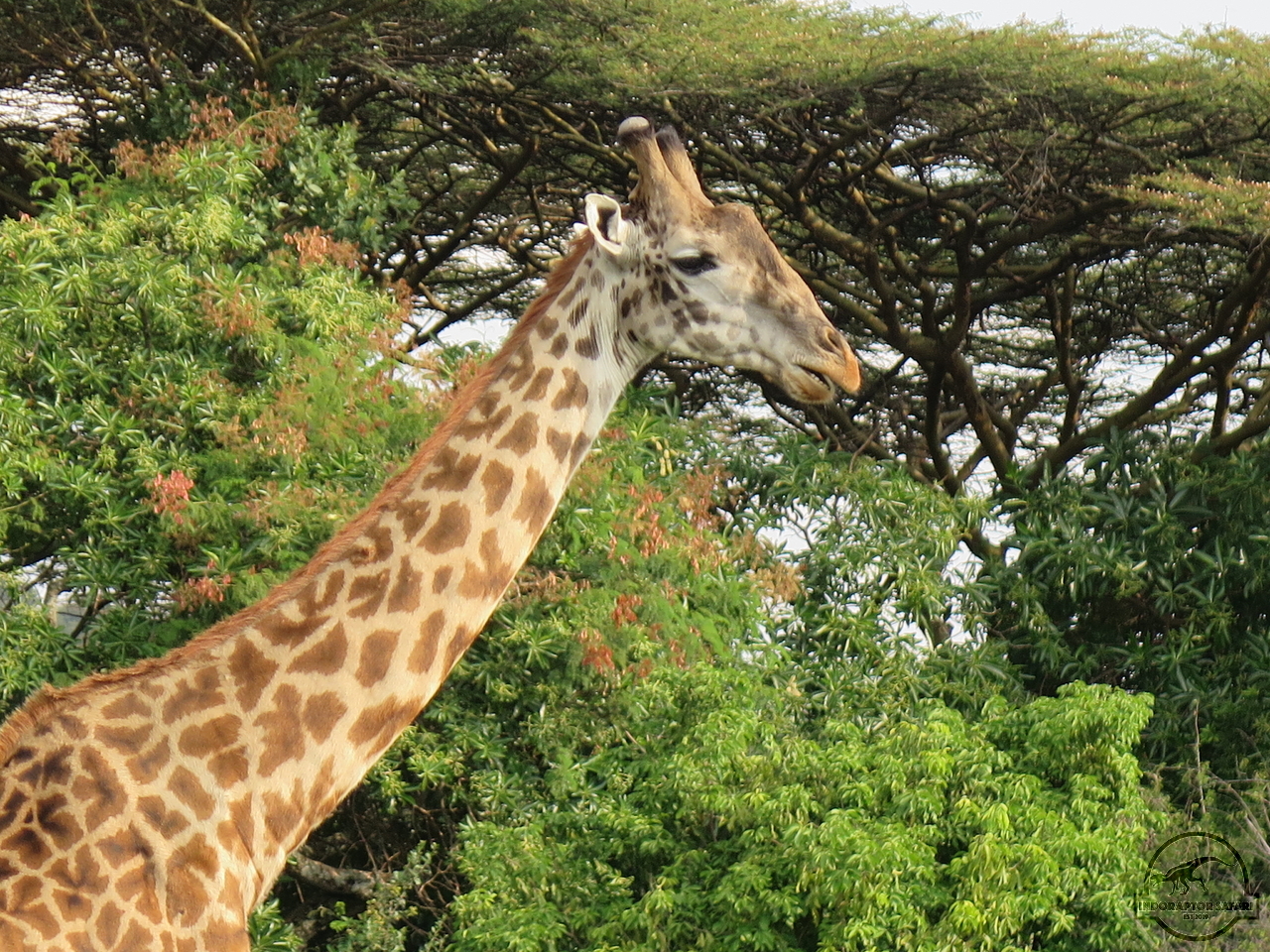 [603] 2019_06_29_10_02_22_Africa_Canon_PowerShot_G16_IMG_0209_00014.jpg