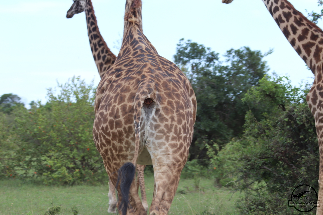 [621] 2019_07_04_08_30_26_Africa_Canon_EOS_77D_IMG_3978_00020.jpg