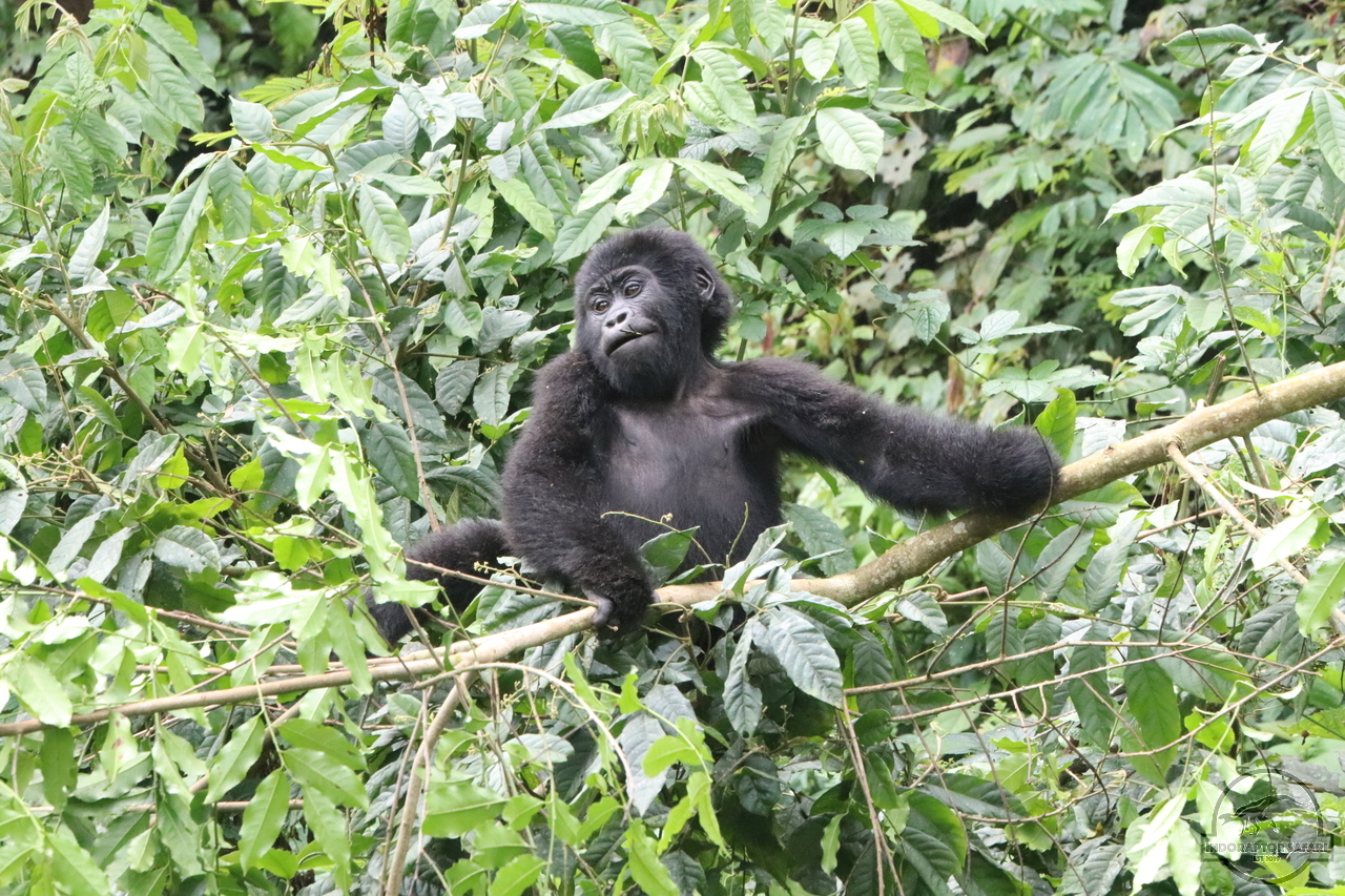[662] 2019_06_27_09_55_05_Africa_Canon_EOS_77D_IMG_1606_00267.jpg