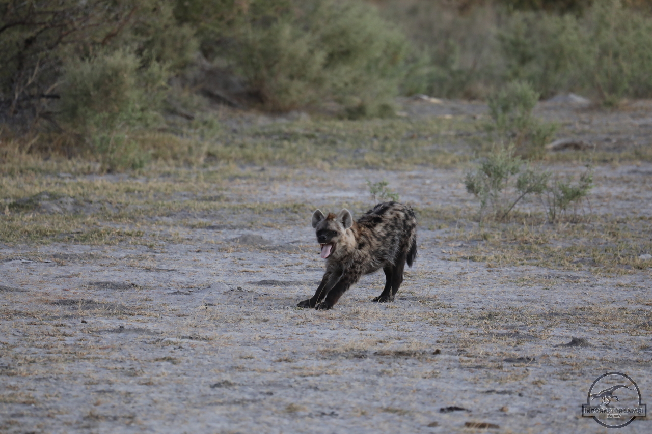 [1057] 2019_06_21_23_07_31_Africa_Canon_EOS_5D_Mark_IV_IMG_0004384_00005.jpg