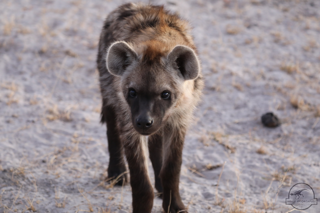 [1059] 2019_06_21_23_09_04_Africa_Canon_EOS_5D_Mark_IV_IMG_0004411_00006.jpg