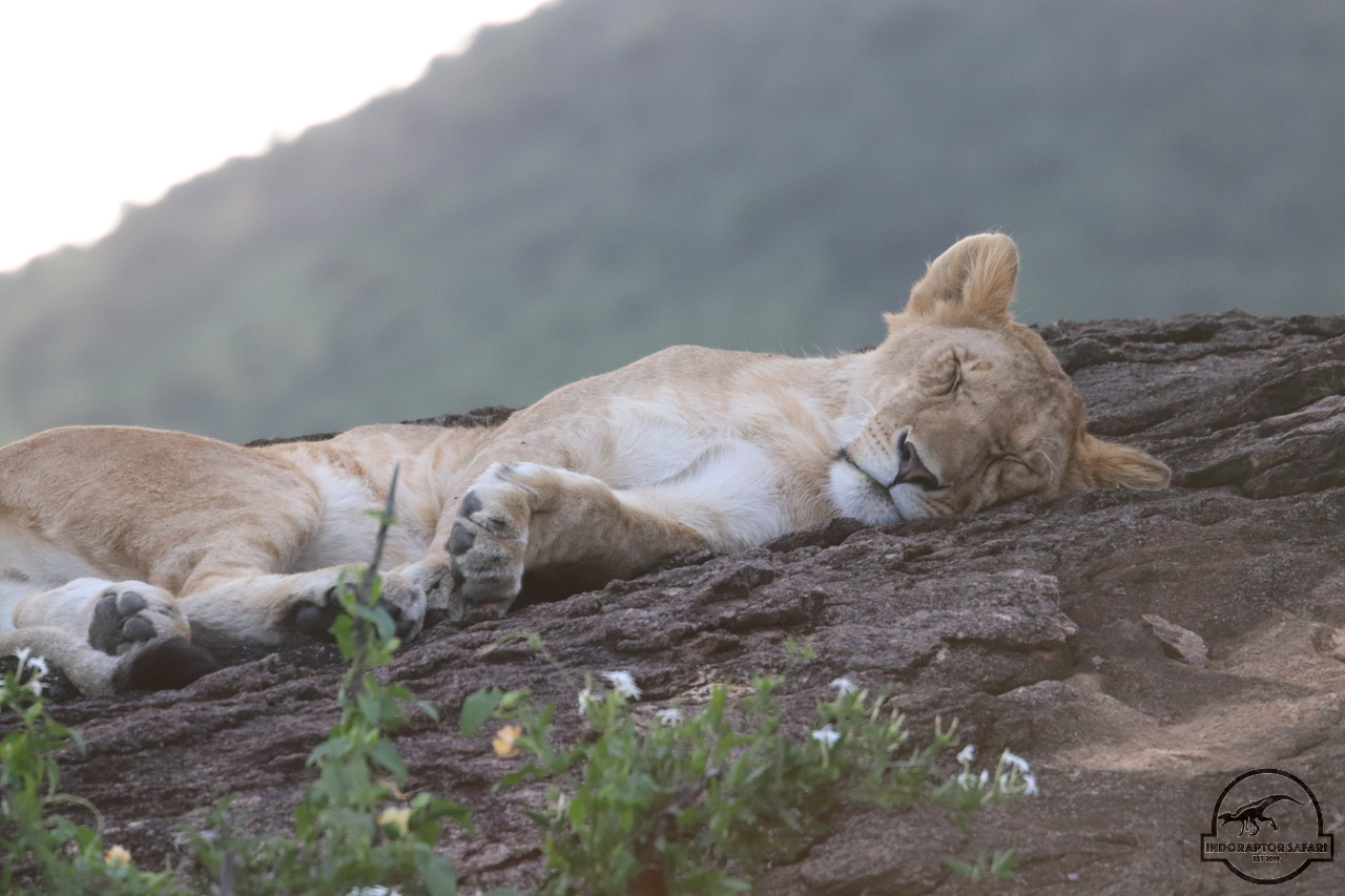 [1135] 2019_07_03_16_49_57_Africa_Canon_EOS_77D_IMG_3736_00037.jpg