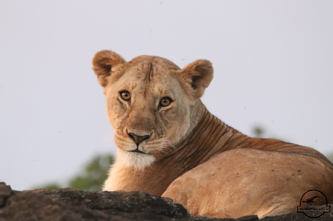 [1140] 2019_07_03_17_40_11_Africa_Canon_EOS_77D_IMG_3866_00506.jpg