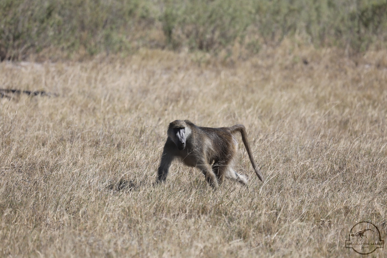 [1161] 2019_06_20_18_27_26_Africa_Canon_EOS_5D_Mark_IV_IMG_0002452_00003.jpg